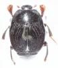 Saprinus semistriatus